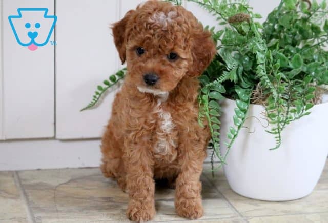 Twila Cavapoo 1-001