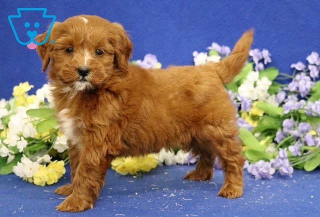 Valcon Mini Goldendoodle