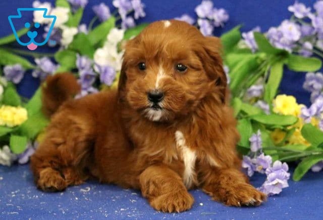 Valcon Mini Goldendoodle2