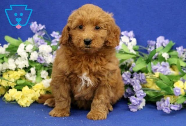 Valerie Mini Goldendoodle