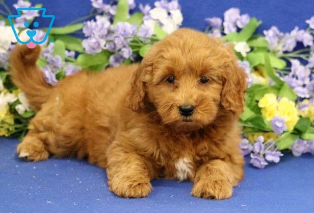 Valerie Mini Goldendoodle2