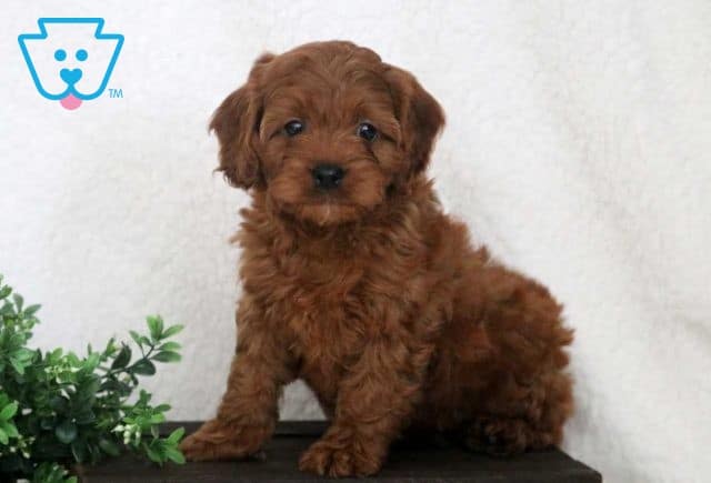 Wally Cavapoo