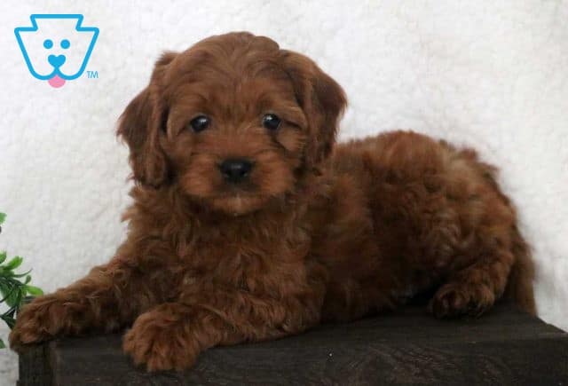 Wally Cavapoo2