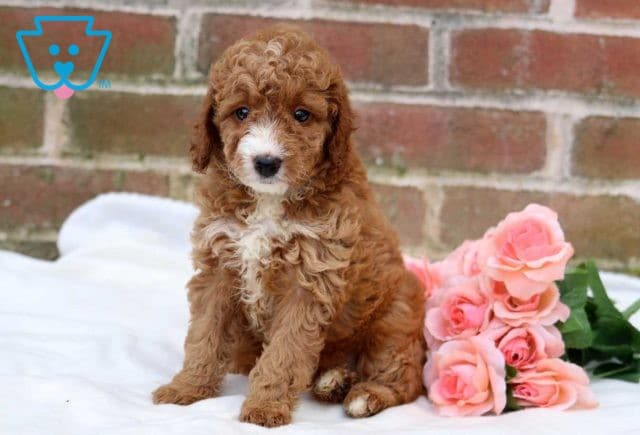 Whisper Mini Goldendoodle2
