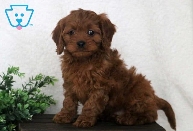 Whitney Cavapoo