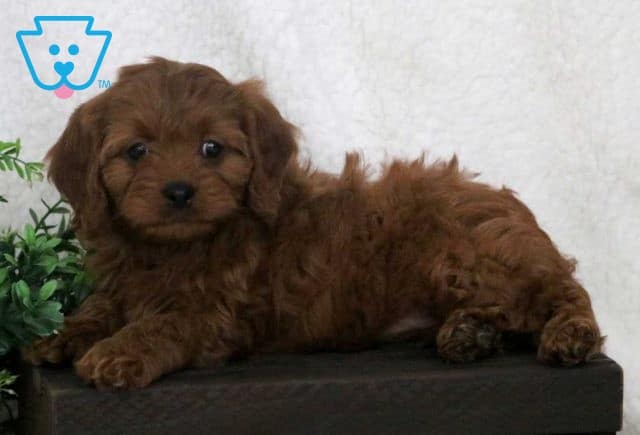 Whitney Cavapoo2
