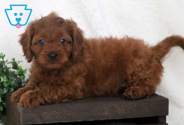 Wyatt Cavapoo