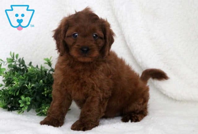 Wyatt Cavapoo2