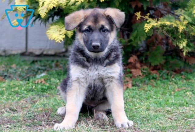 Abby German Shepherd 1-001