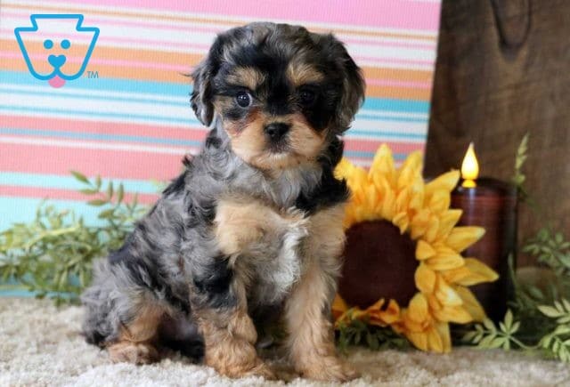 Addison Cavapoo