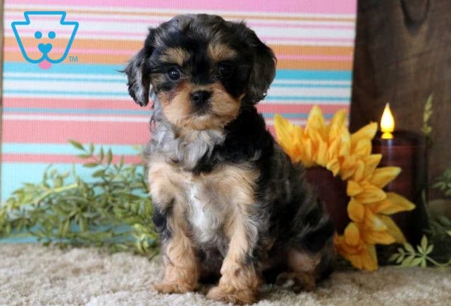 Addison Cavapoo2