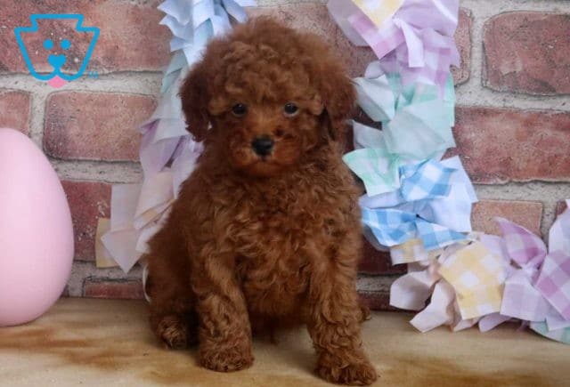 Alfie Mini Poodle