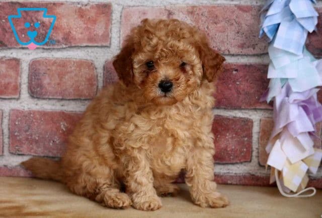 Andy Mini Poodle