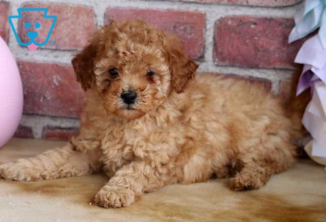 Andy Mini Poodle2