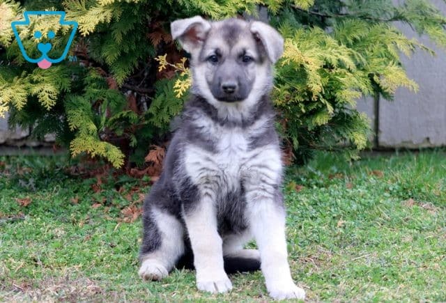 Annie German Shepherd 1-001