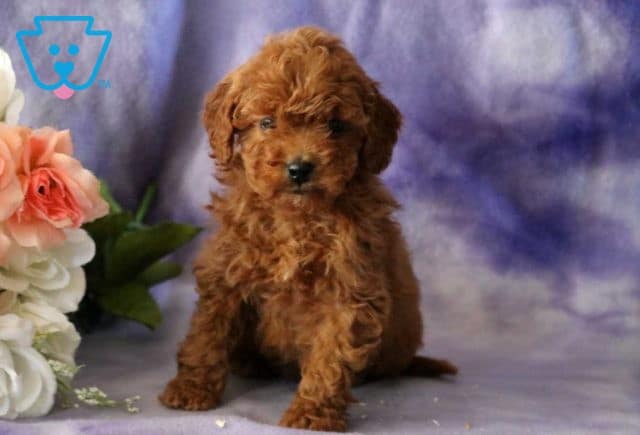 Baby Cavapoo