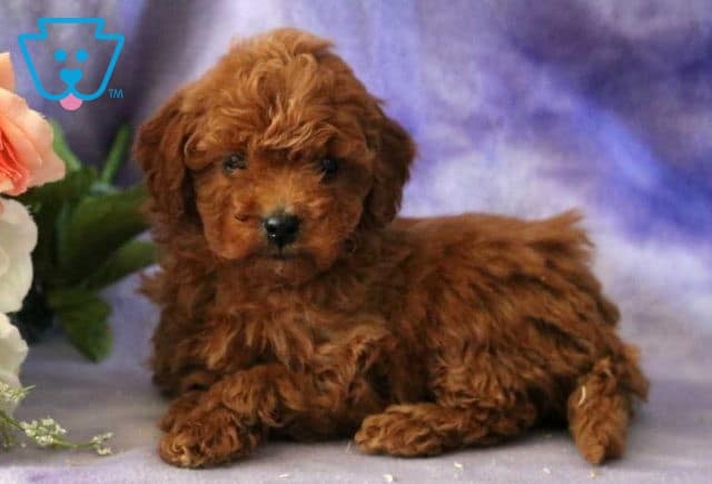 Baby Cavapoo2