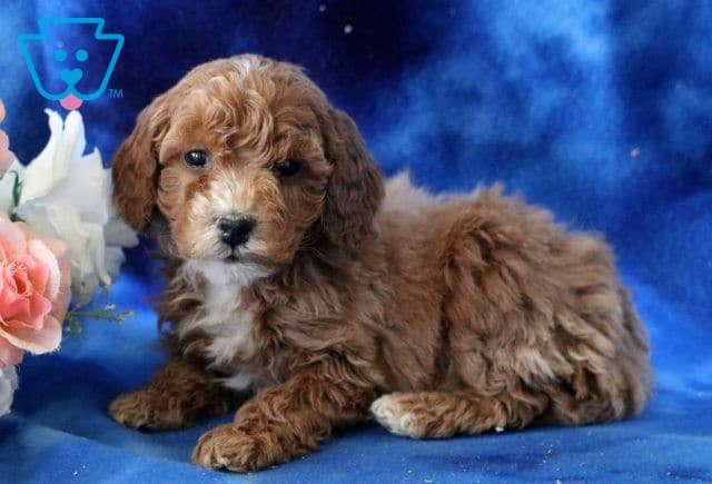 Bandit Cavapoo