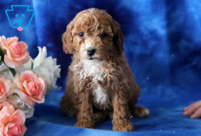 Bandit Cavapoo2