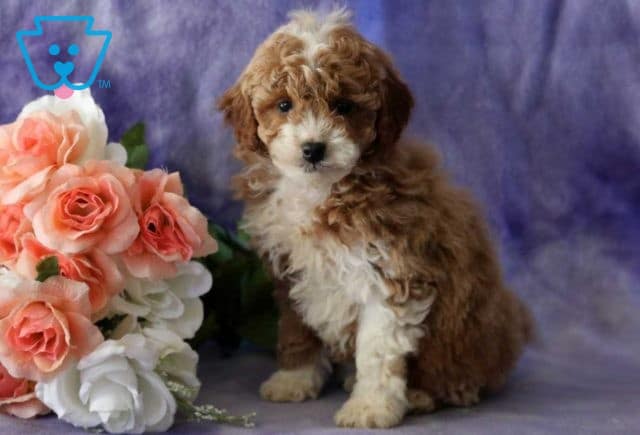 Bean Cavapoo