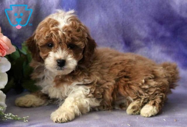 Bean Cavapoo2