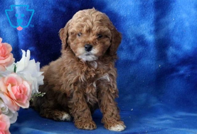 Benji Cavapoo