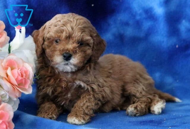 Benji Cavapoo2