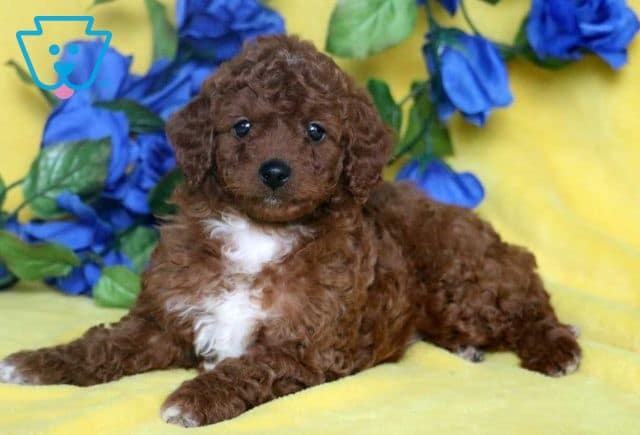 Benny Cavapoo