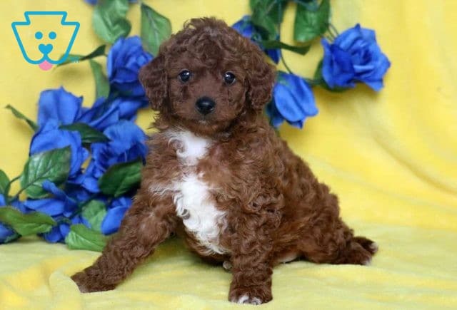 Benny Cavapoo2