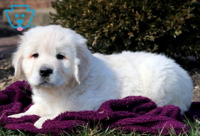 Billy English Cream Golden Retriever 1-001