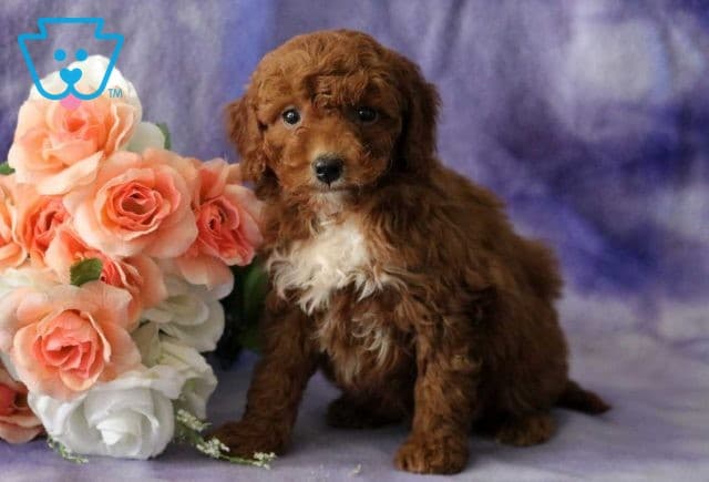 Breezie Cavapoo