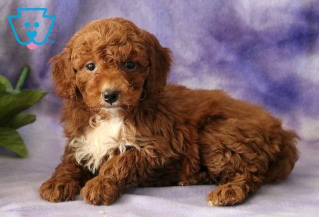 Breezie Cavapoo2