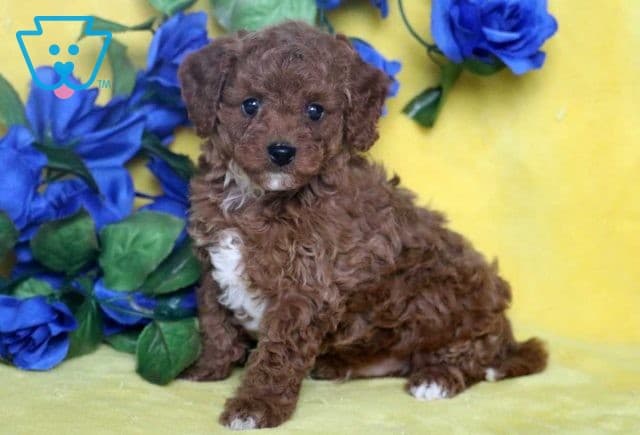 Buster Cavapoo