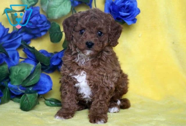 Buster Cavapoo2