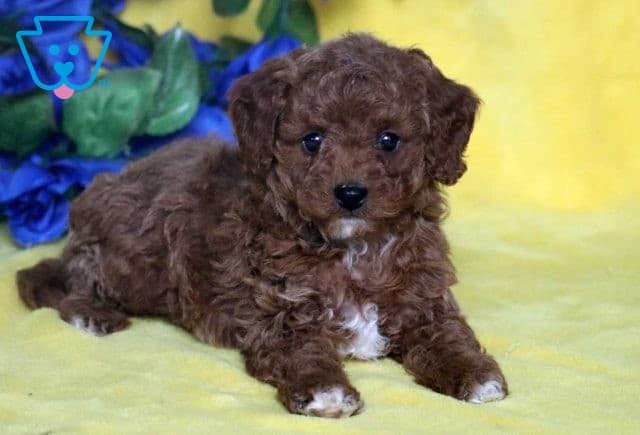 Buster Cavapoo3