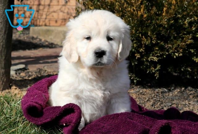 Butterball English Cream Golden Retriever 1-001