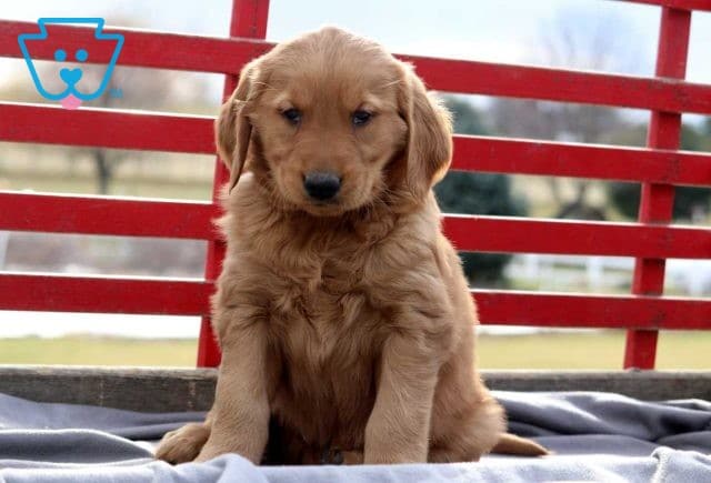 Cane Golden