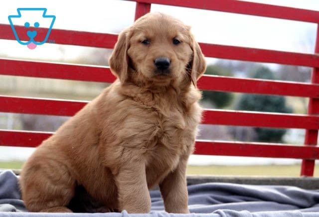 Cane Golden2