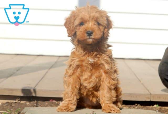 Care Bear Cavapoo 1-001