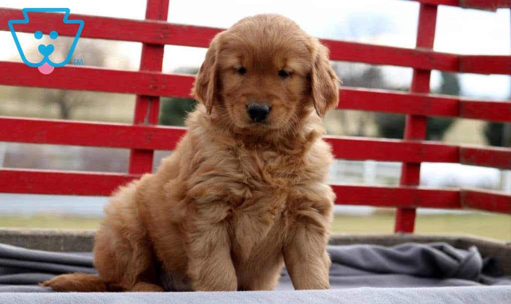 Cookie | Golden Retriever Puppy For Sale | Keystone Puppies Cookie | Golden Retriever Puppy For Sale | Keystone Puppies
