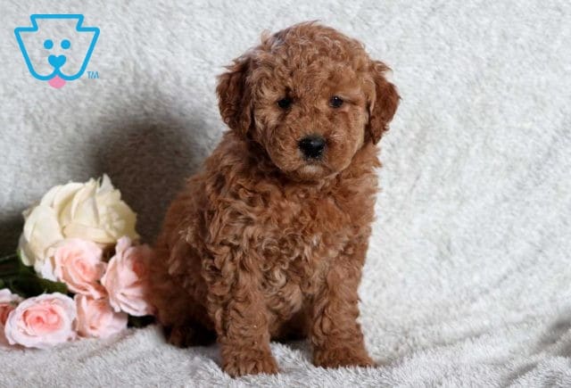 Dancer Mini Goldendoodle
