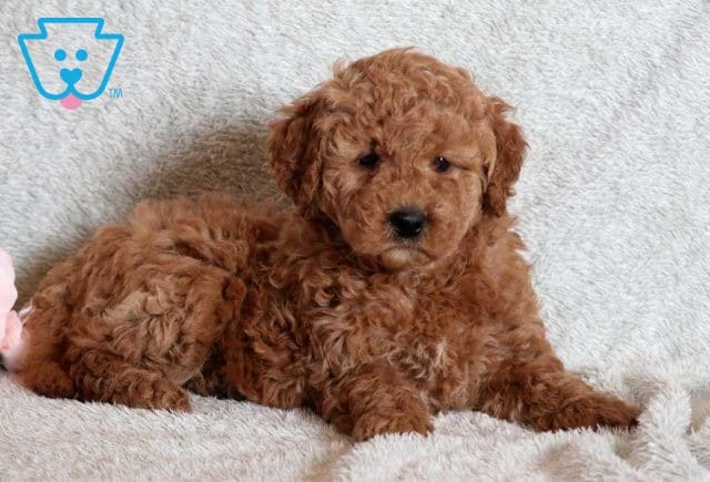 Dancer Mini Goldendoodle2