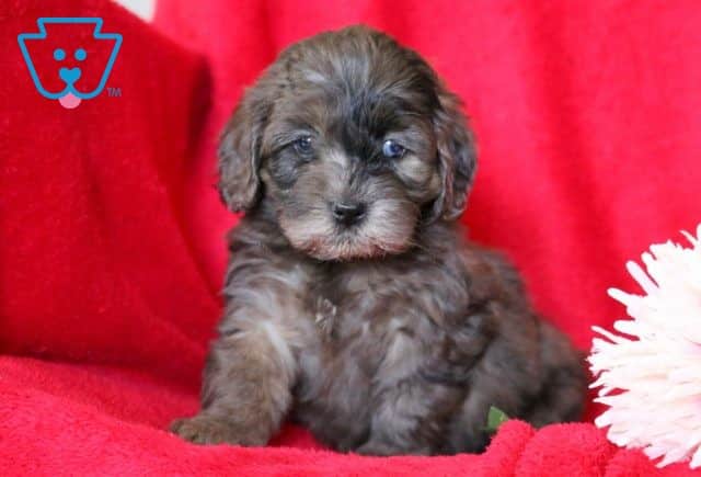 Dandy Cockapoo 1-001
