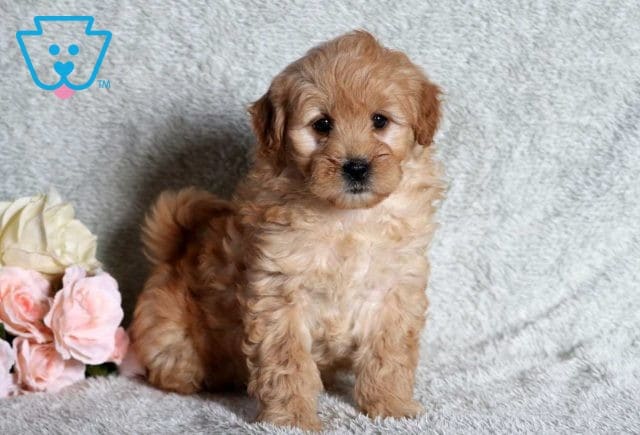 Darla Mini Goldendoodle