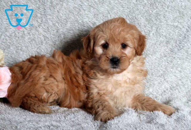 Darla Mini Goldendoodle2