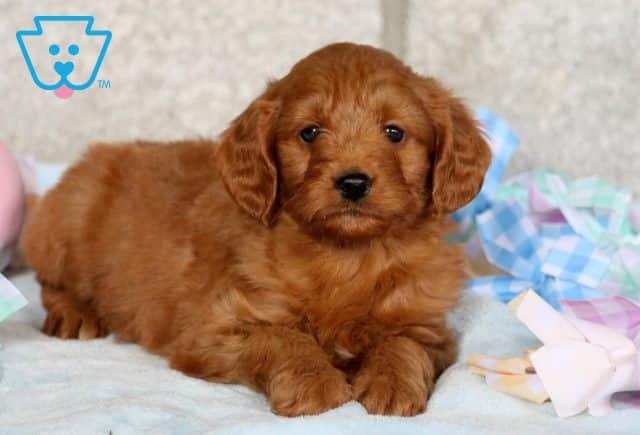 Dash Mini Goldendoodle 1-001