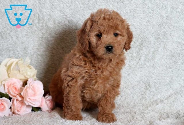 Debbie Mini Goldendoodle