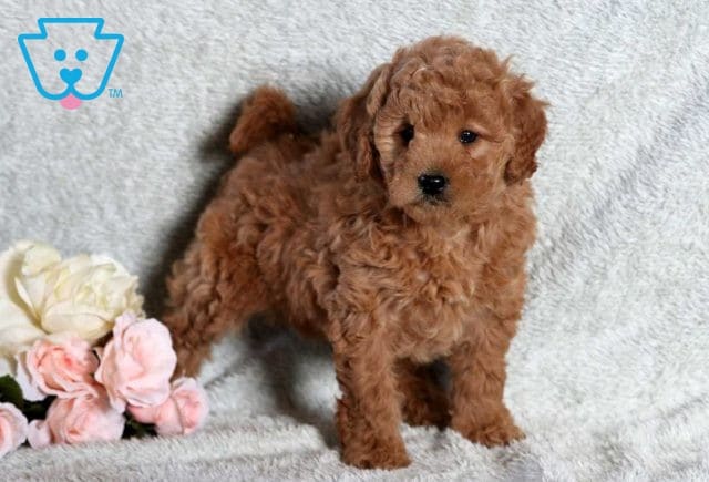 Debbie Mini Goldendoodle2