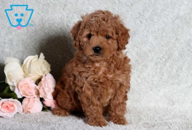 Dee Mini Goldendoodle