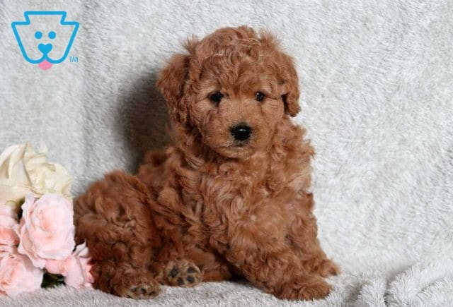 Dee Mini Goldendoodle2